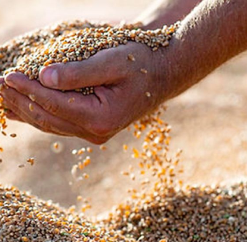 Il grano
